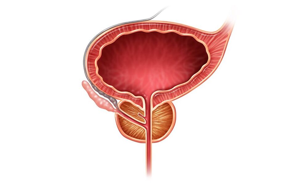 location of the prostate in men